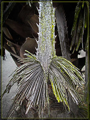Dead Palm Frond