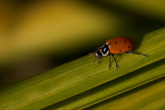 Lovely Ladybug on a Walk