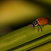 Lovely Ladybug on a Walk