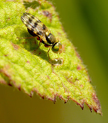 Picture Wing Fly