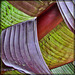 Palm Leaf Abstract