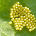 Large White Butterfly Eggs