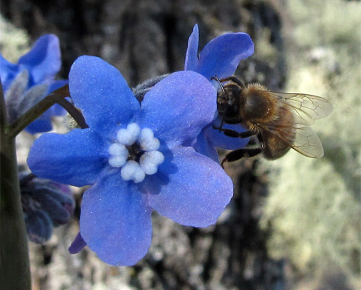 blueflowerandbee