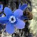 blueflowerandbee