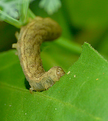 Patio Life: Angle Shades Caterpillar