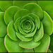 Succulent in Glowing Green