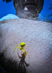Yellow Crab Spider on David