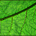 Glowing Green Leaf Abstract