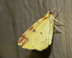 Brimstone Moth -Side