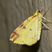 Brimstone Moth -Side