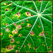 Nasturtium Leaf Abstract