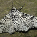 Peppered Moth -Top