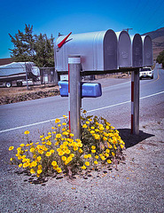 Mailbox with California Poppies