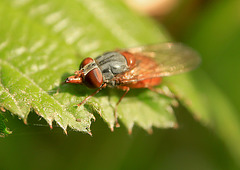 Big Nosed Fly