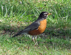 Robin at Tou Velle State Park, Oregon
