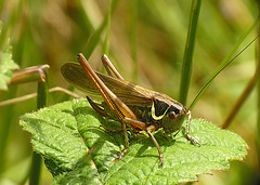 Roesel's Bush Cricket Female