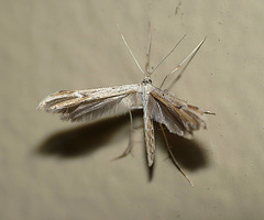 Emmelina Monodactyla
