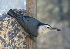 White-Breasted Nuthatch with Black Oil Sunflower Seed