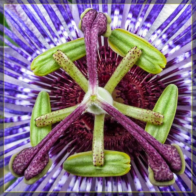 Heart of a Passion Flower