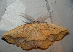 Bordered Beauty -Top