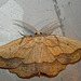 Bordered Beauty -Top