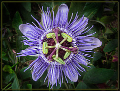The Beautiful Passion Flower