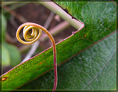 Passion Flower Tendril
