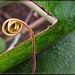 Passion Flower Tendril