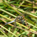 Black-tailed Skimmer Female