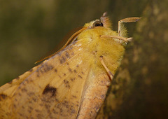 Canary-shouldered Thorn -Shoulder