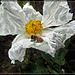 Bee on Whitef Flower