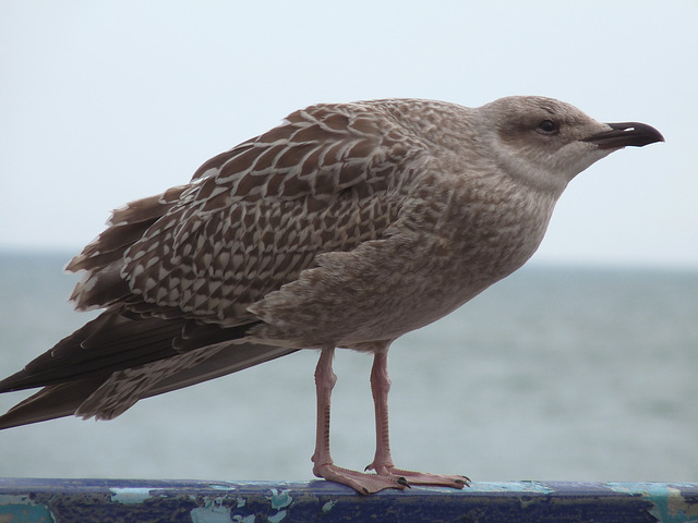 Young Seagull