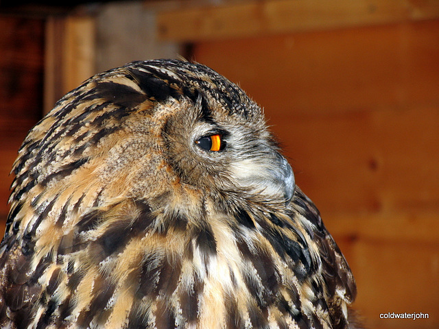 Eagle Owl: Birds of Prey @ Aillwee Caves