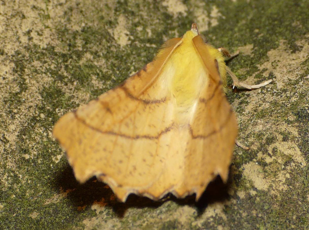 Canary-shouldered Thorn -Back