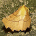 Canary-shouldered Thorn -Back
