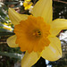 Traditional Daffodil