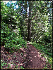Dappled Trail