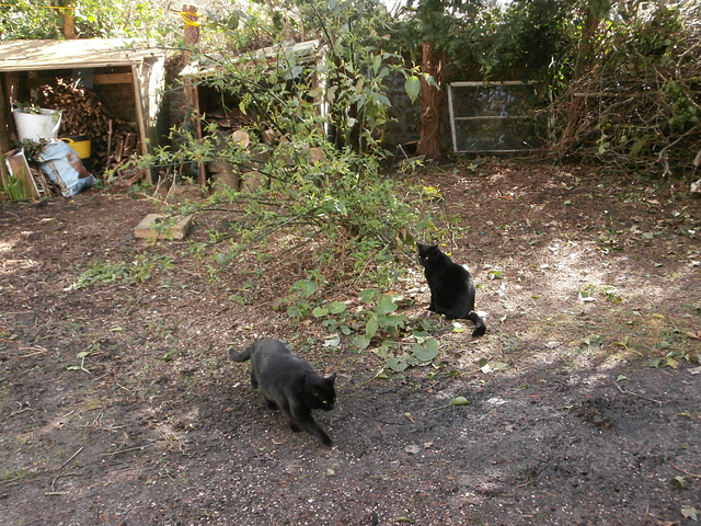 Both cats are exploring the driveway