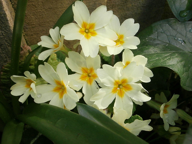 Primroses growing against the fence