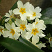 Primroses growing against the fence
