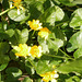 The celandines are covering some of the driveway