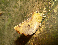 Canary-shouldered Thorn -Side