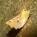 Canary-shouldered Thorn -Side