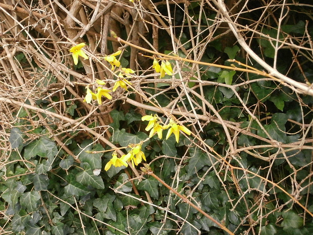 The forsythia is a lovely colour