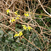 The forsythia is a lovely colour