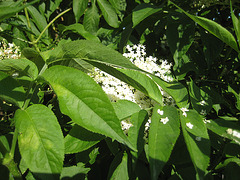 Holunder, Holler (Sambucus nigra)