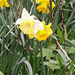 Variety of types of daffodils