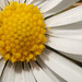 Close up of the daisy