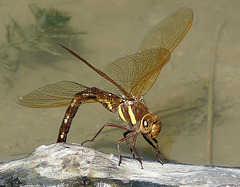 Brown Hawker Female Ovipositing Eggs -Front