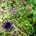 Purple weeds